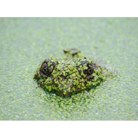 Synergistic Granite Coat fr-FR